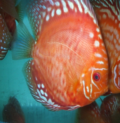 Discus Fish