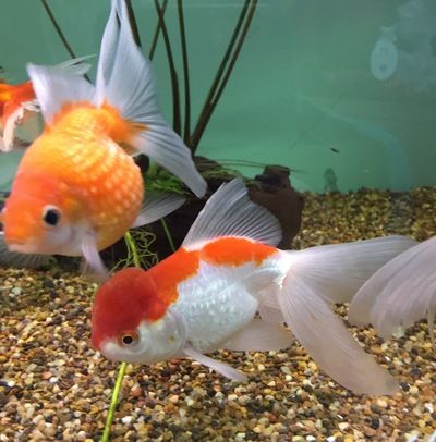 Goldfish