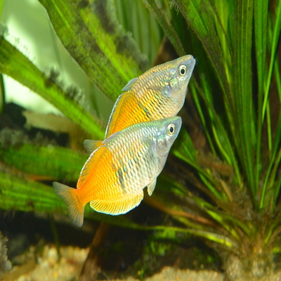 Australian Rainbow Fish
