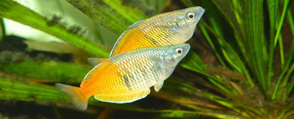 australian rainbow fish
