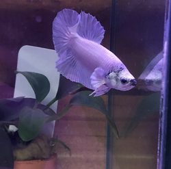 Siamese Fighter Fish