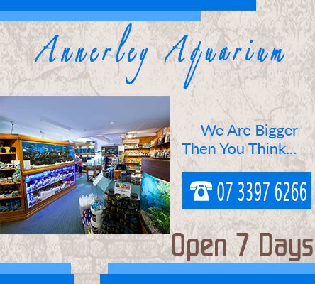 Annerley Aquarium