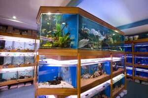 Aquariums