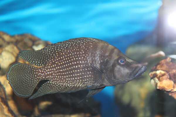 African Chichlids Fish