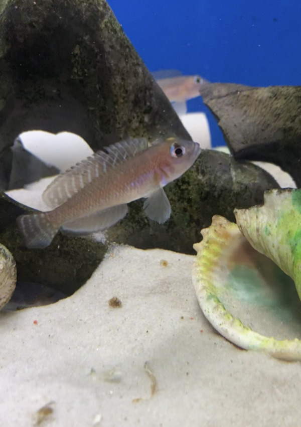 African Cichlid Fish