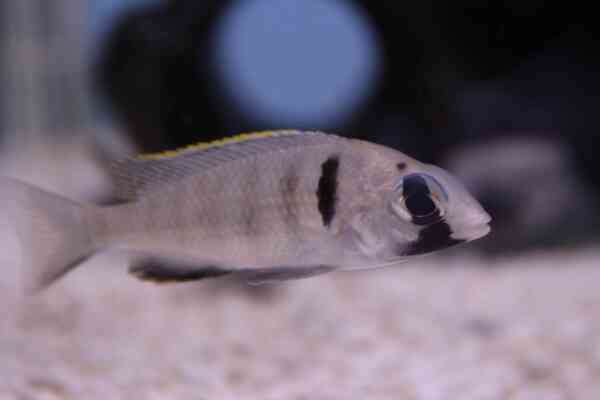 African Cichlid Fish
