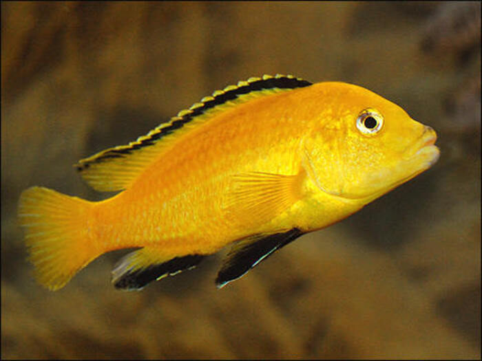 African Cichlid Fish