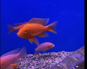 African Cichlid Fish