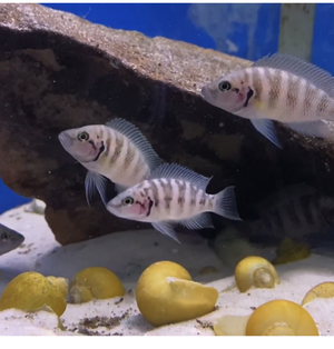 African Cichlid Fish