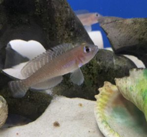 African Cichlid Fish