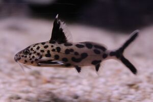 African Cichlid Fish