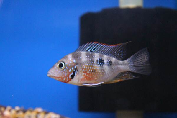 American Cichlids