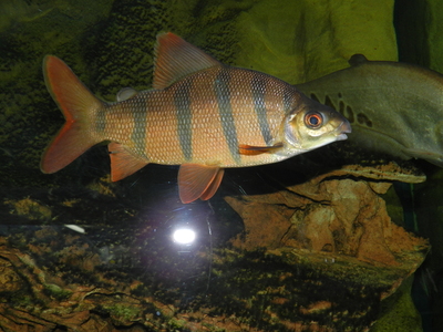 American Cichlids