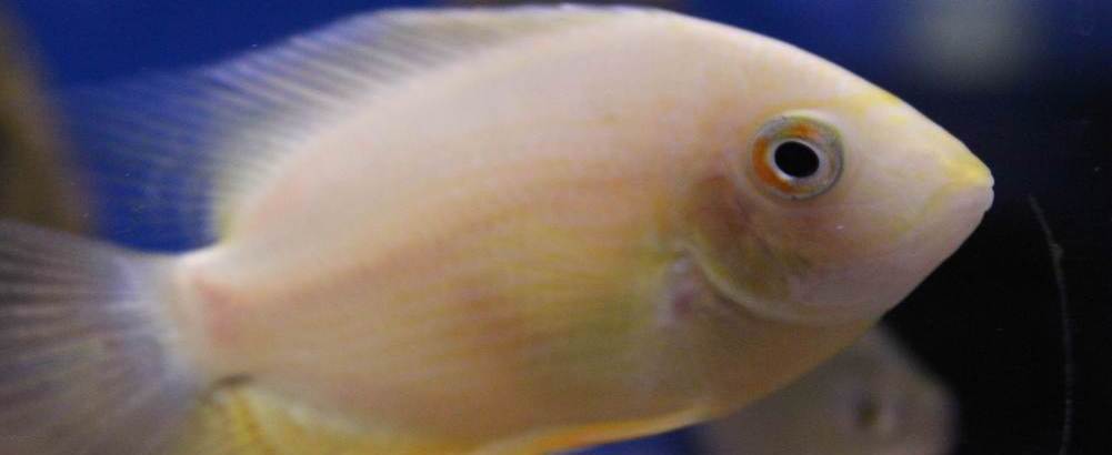 American Cichlids