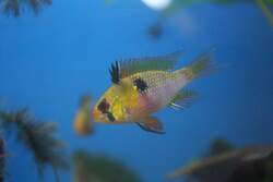 American Cichlids
