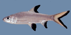 American Cichlids