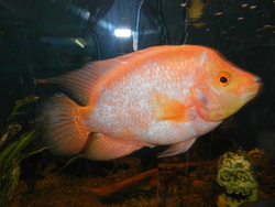 American Cichlids