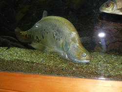 American Cichlids