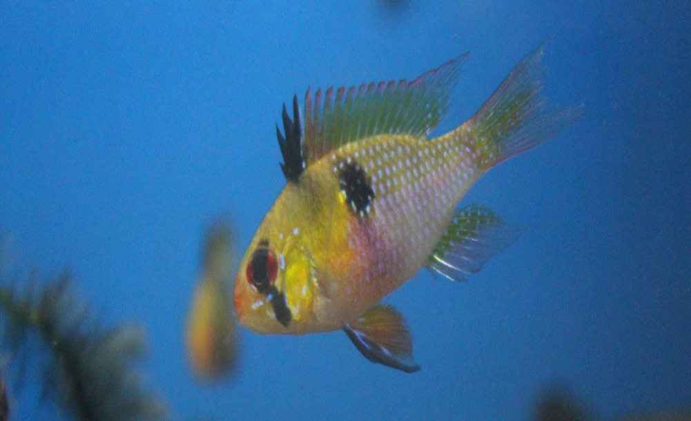 American Cichlids