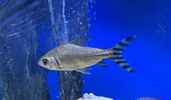 American Cichlids
