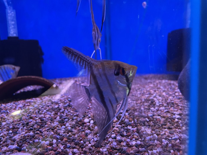 Angel Fish