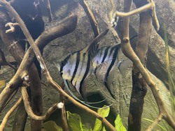 Angel Fish