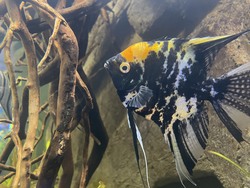 Angel Fish