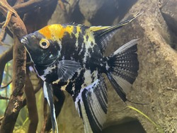 Angel Fish