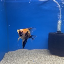 Angel Fish