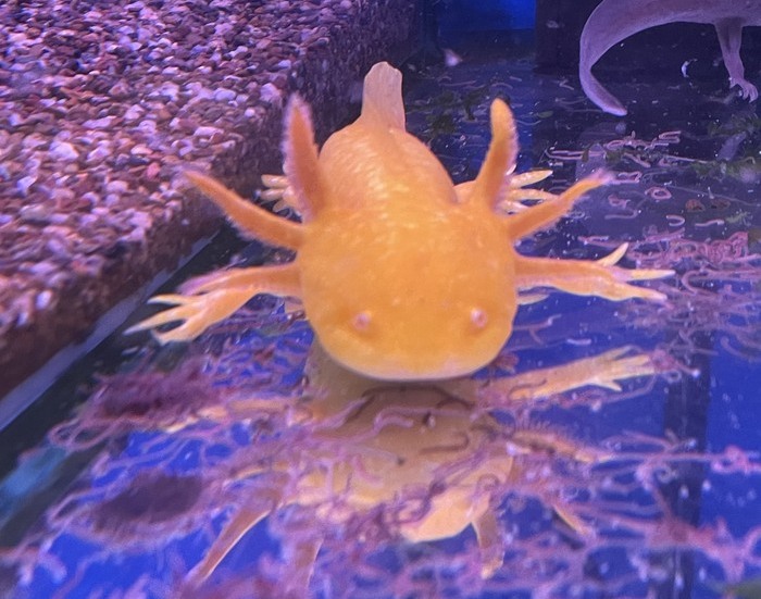 Axolotls Fish