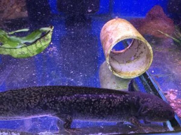 Axolotls Fish