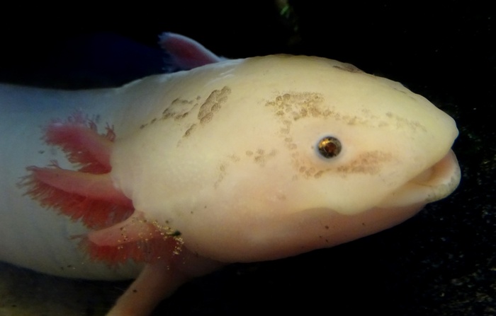 Axolotls Fish