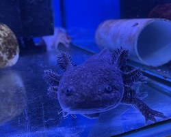 Axolotls Fish