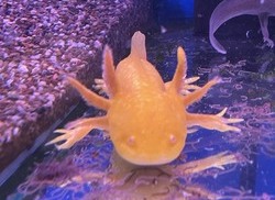 Axolotls Fish