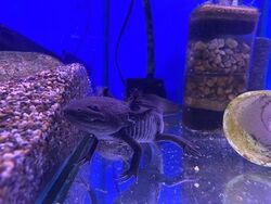Axolotls Fish