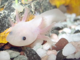 Axolotls Fish
