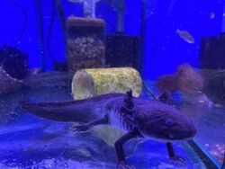 Axolotls Fish