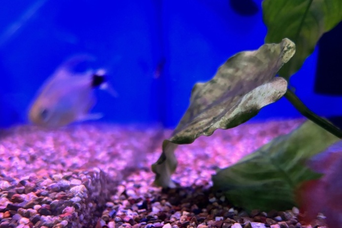 Corydoras