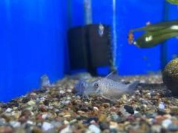 Corydoras