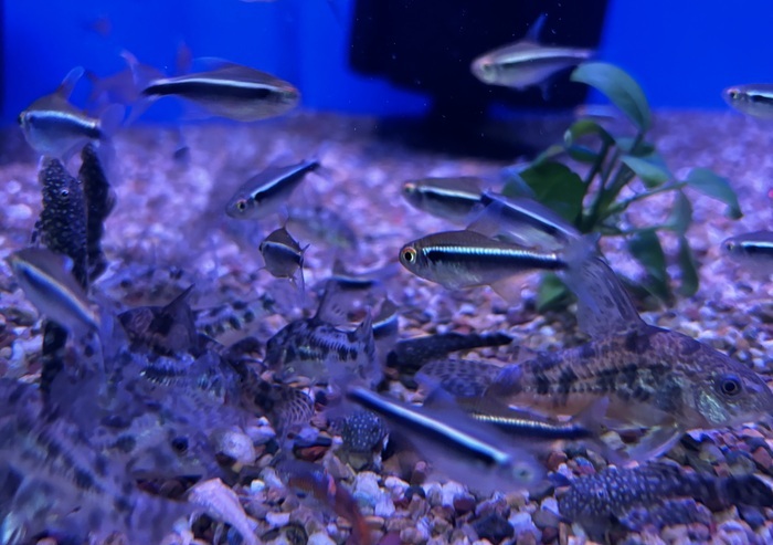 Corydoras