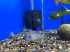 Corydoras