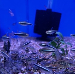 Corydoras