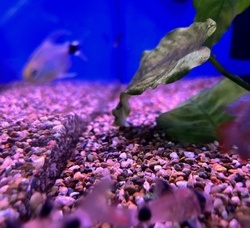 Corydoras
