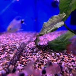 Corydoras