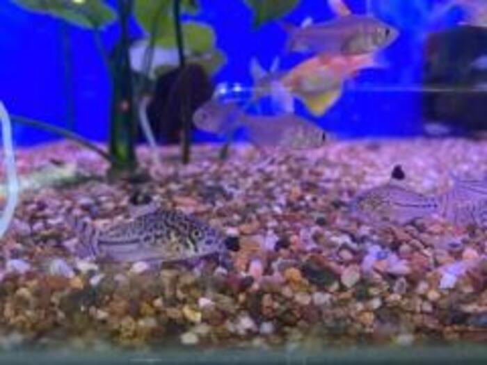 Corydoras