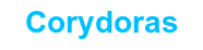 Corydoras