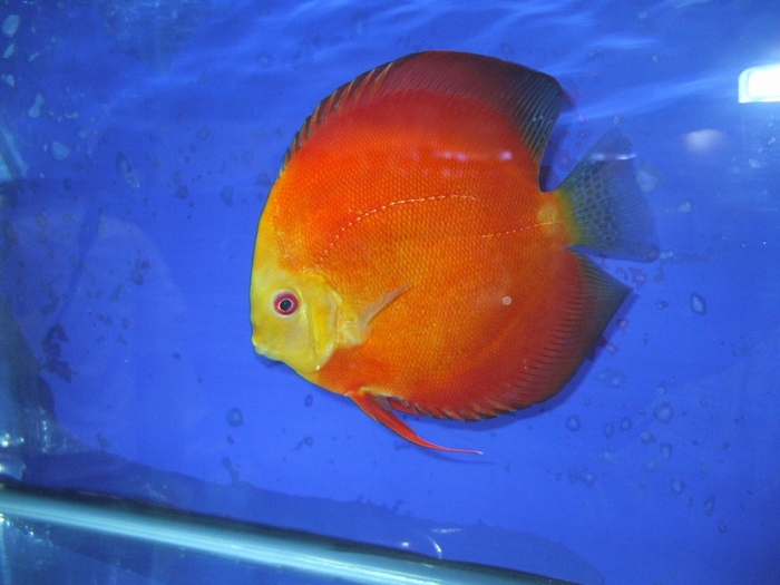 Discus Fish