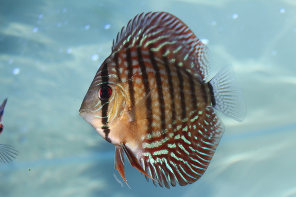 Discus Fish