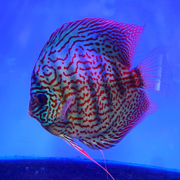 Discus Fish