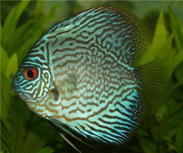 Discus Fish